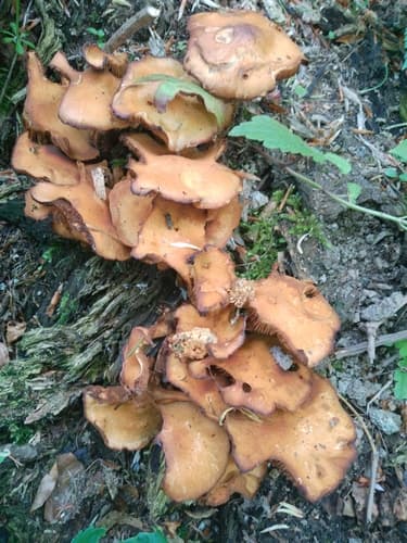 Pieczarkowce