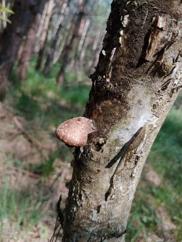 Białoporek brzozowy