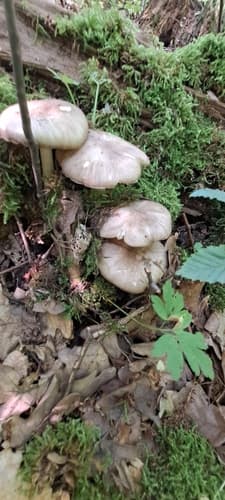 Megacollybia