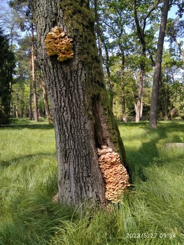 Żółciak siarkowy