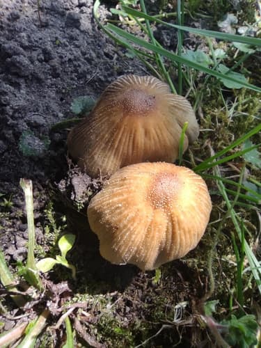 Czernidłak Błyszczący
