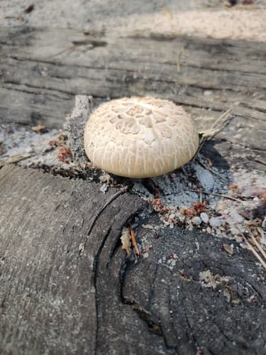 Neolentinus
