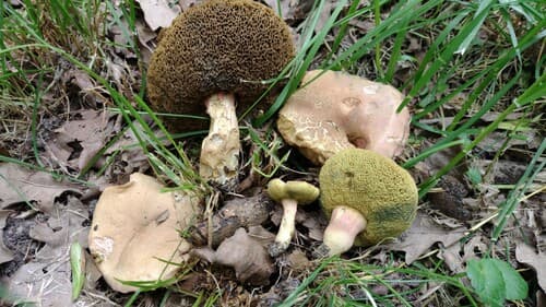 parkogrzybek plamkostopy