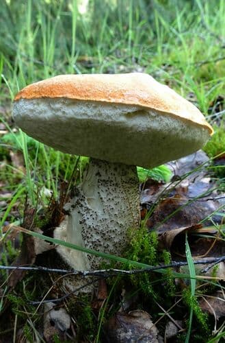 koźlarz pomarańczowożółty