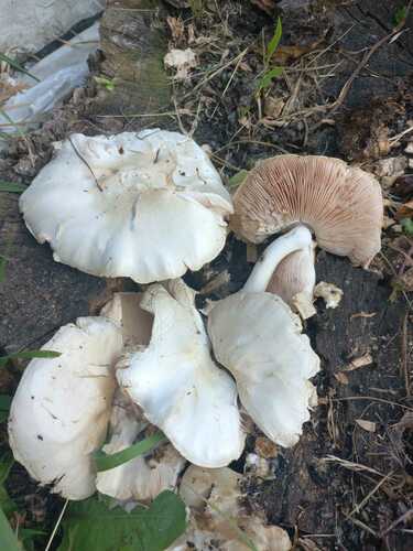 Pluteus petasatus