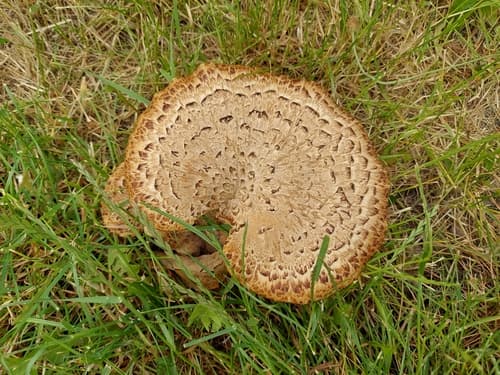Żagiew Łuskowata