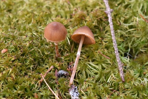 Hełmówka błotna