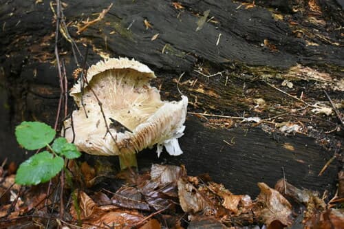 Drobnołuszczak