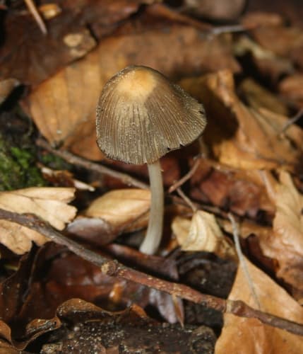 Coprinellus