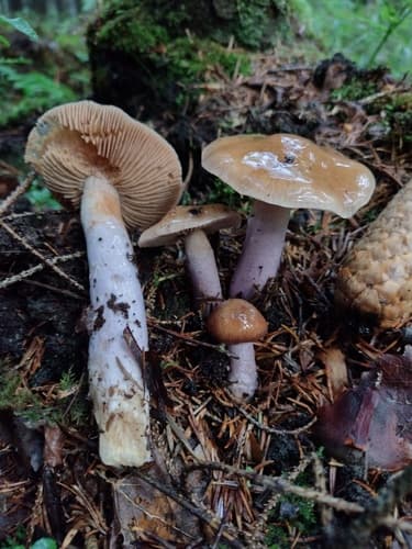 Cortinarius stillatitius