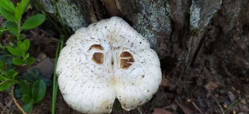 Pieczarniaki