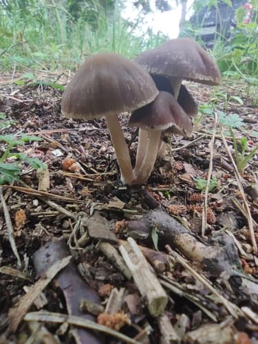 kruchaweczka czerwonawa