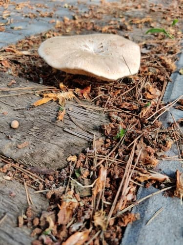 Neolentinus