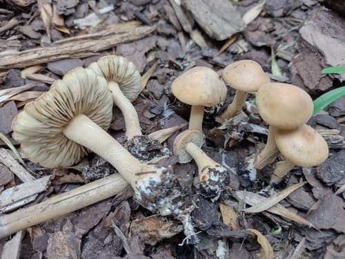 Agrocybe putaminum