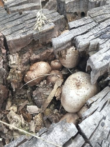 Coprinopsis