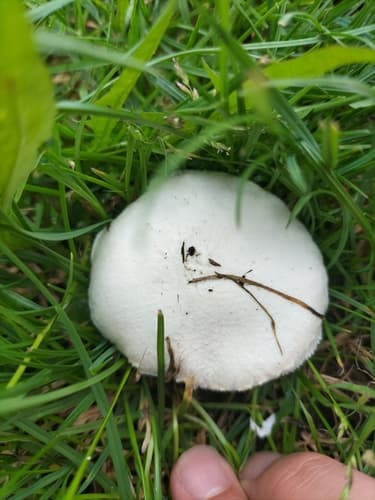 Pieczarka łąkowa