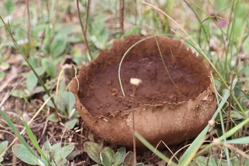 Purchawka oczkowana