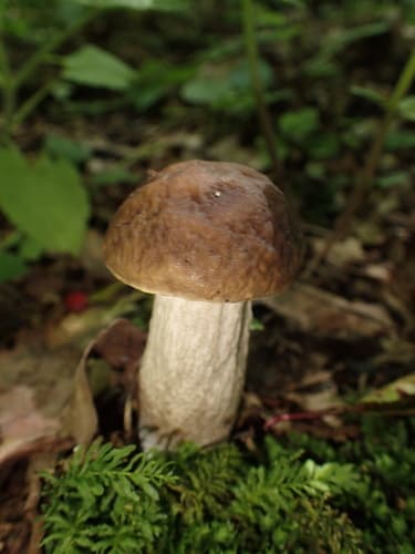 koźlarek grabowy
