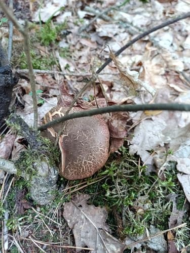 Podgrzybek złotopory