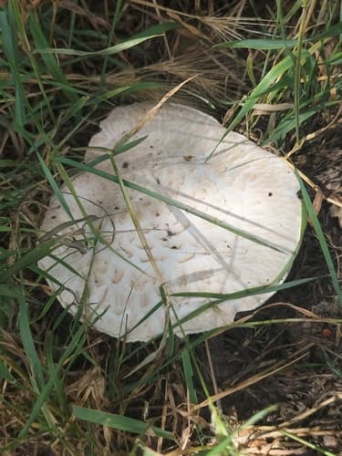 Pieczarkowate