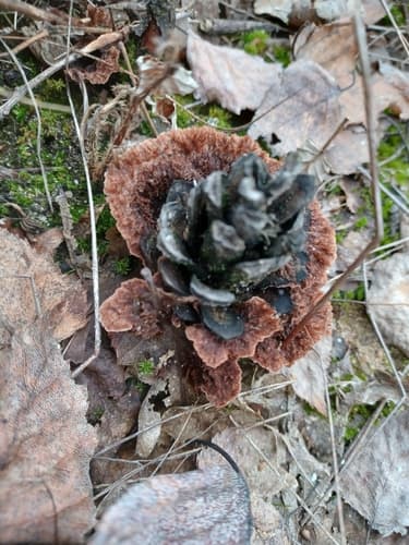 Kutnerka