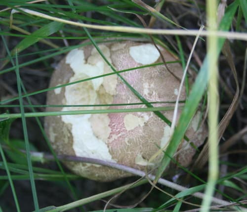 Podgrzybek złotopory