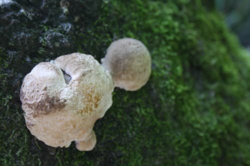 Pieczarniaki