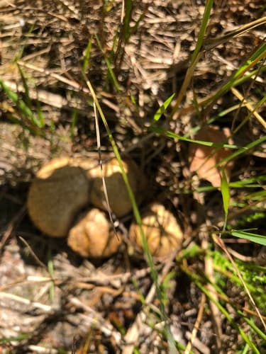 Tęgoskór cytrynowy