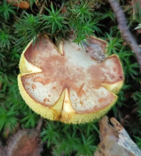 Borowikowate