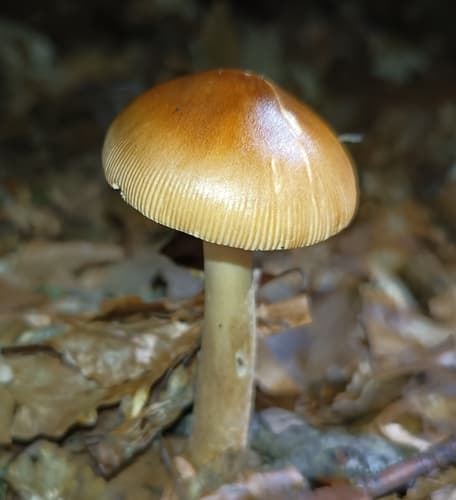 Muchomor rdzawobrązowy