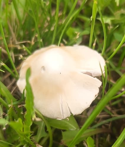 Candolleomyces