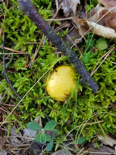 Gołąbek jasnożółty
