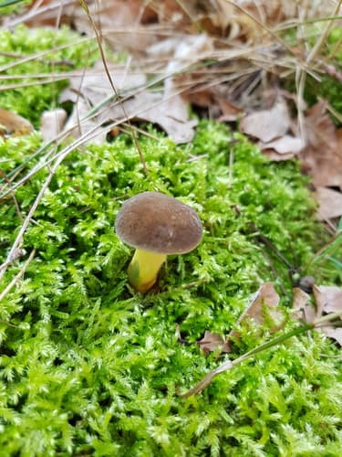 Boletoideae