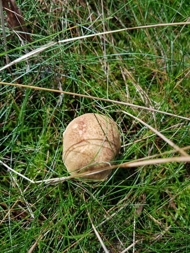 Podgrzybek złotopory