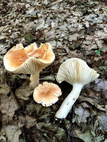 Hygrophorus nemoreus