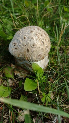 Muchomor szyszkowaty