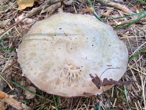 Pieczarka