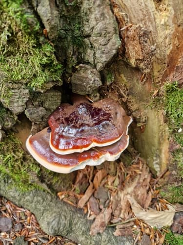 Ganoderma