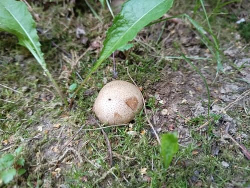 Tęgoskór cytrynowy