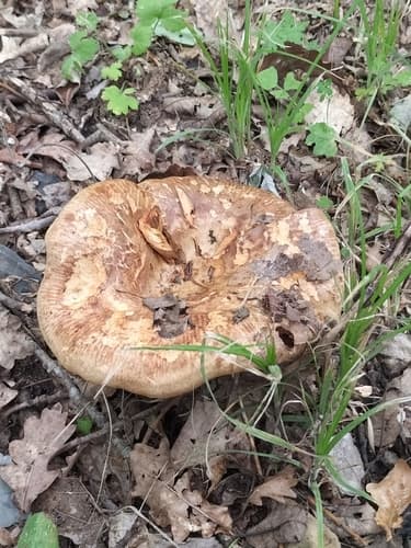 Paxillus