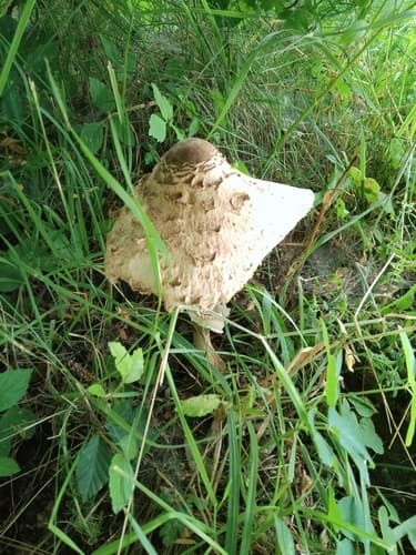 Czubajka