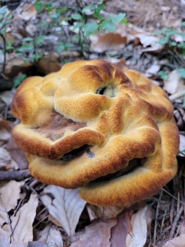Murszak rdzawy