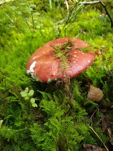 Gołąbek ceglastoczerwony