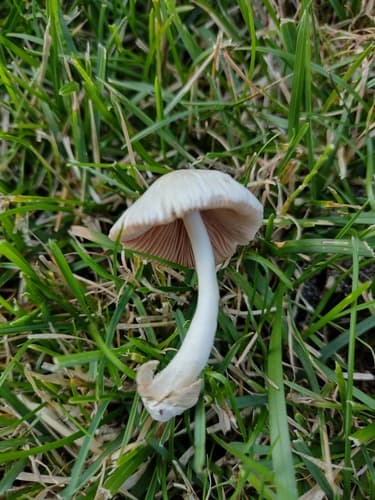 Volvariella pusilla