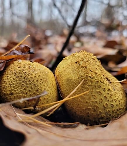 Tęgoskór cytrynowy