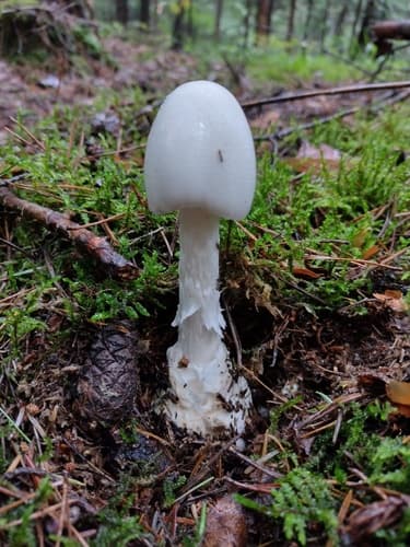 Muchomor jadowity
