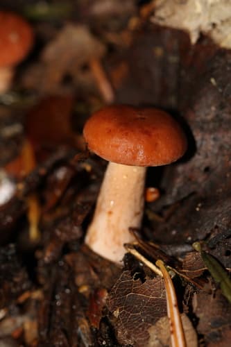 Russularia