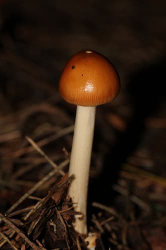 Muchomor rdzawobrązowy