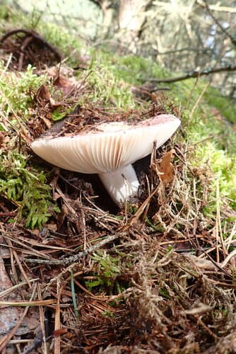 Gołąbek