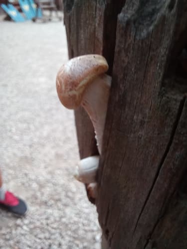 Pieczarniaki